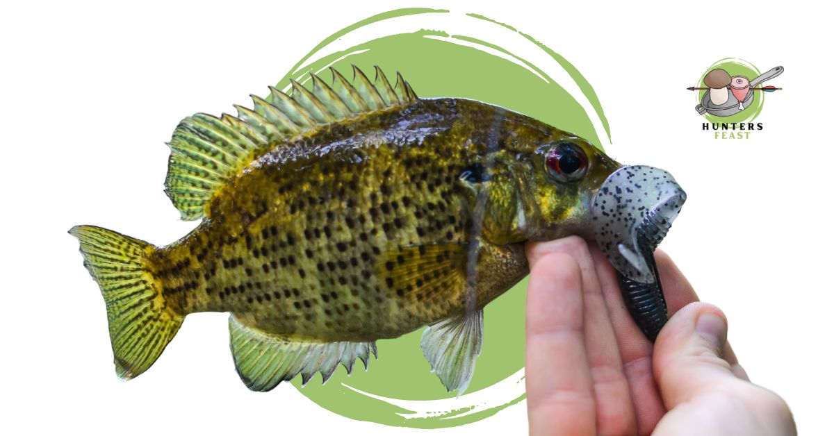 Can You Eat Rock Bass? 