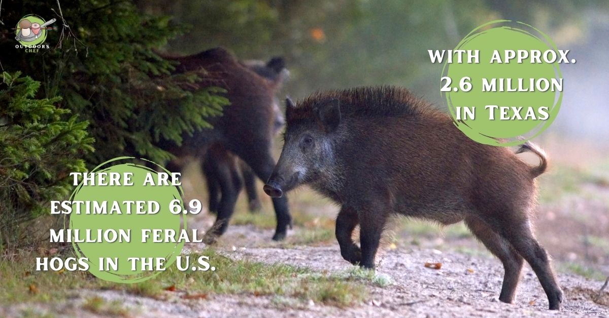 Is Wild Boar Good To Eat?